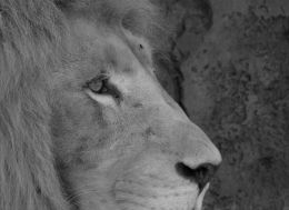 The lion and the fly