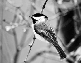 Chickadee