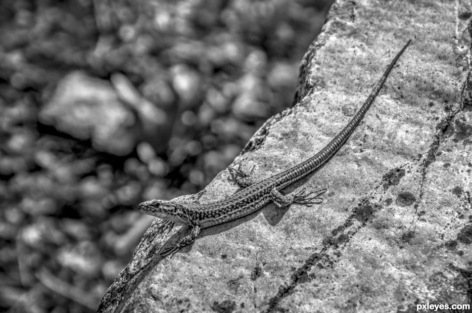 Cretan Lizard - Liakoni