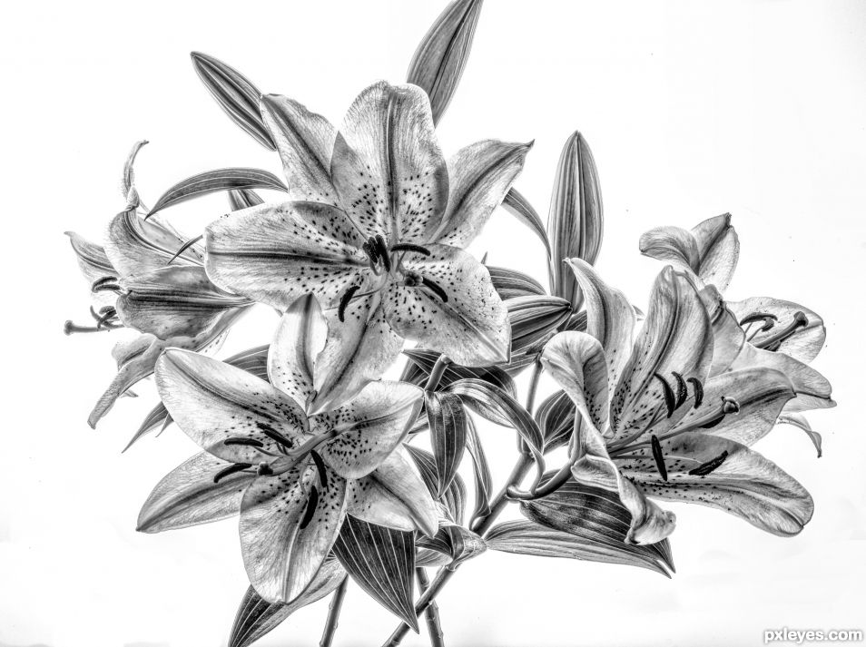 Lilies