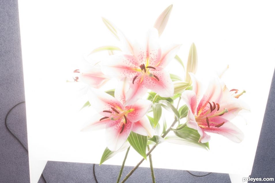 Creation of Lilies: Step 1