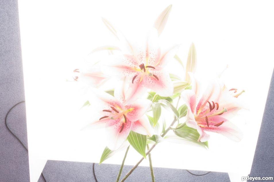 Creation of Lilies: Step 2