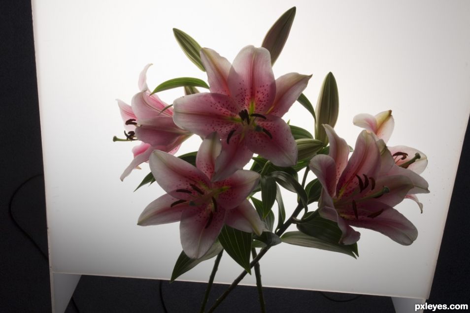 Creation of Lilies: Step 3