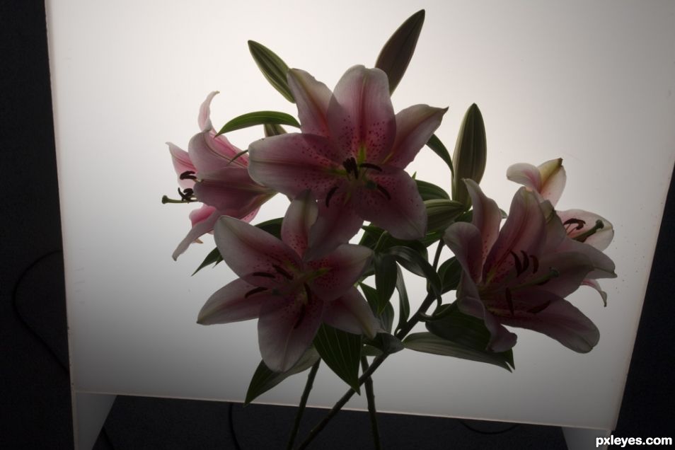Creation of Lilies: Step 4