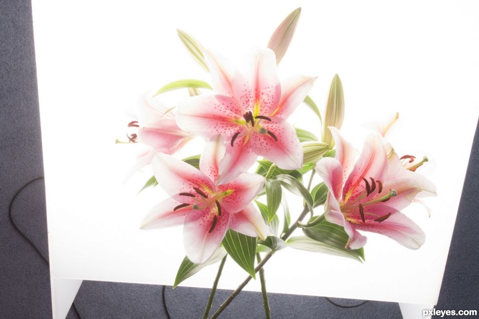 Creation of Lilies: Step 5