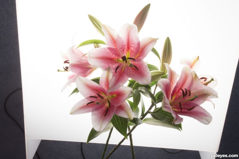 Creation of Lilies: Step 6