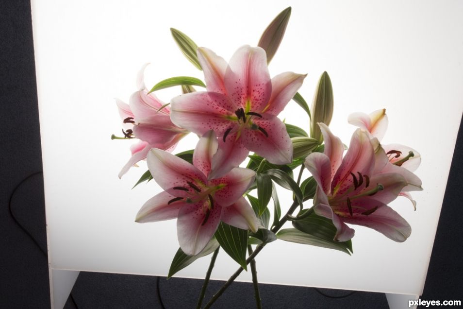 Creation of Lilies: Step 7