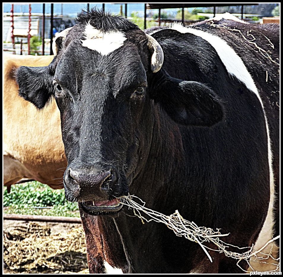 Happy Cow