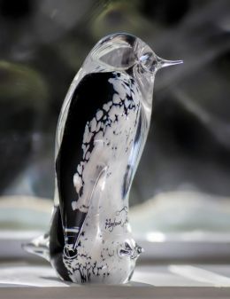 Glass penguin