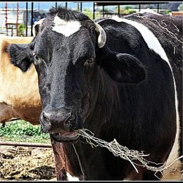 HappyCow