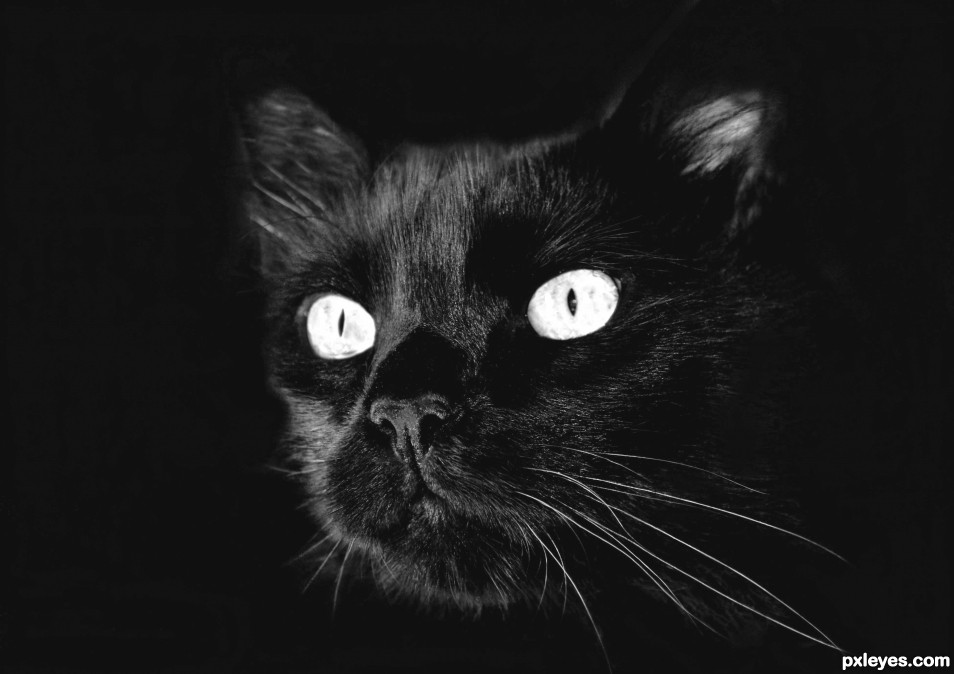 The eyes of the cat photoshop picture)