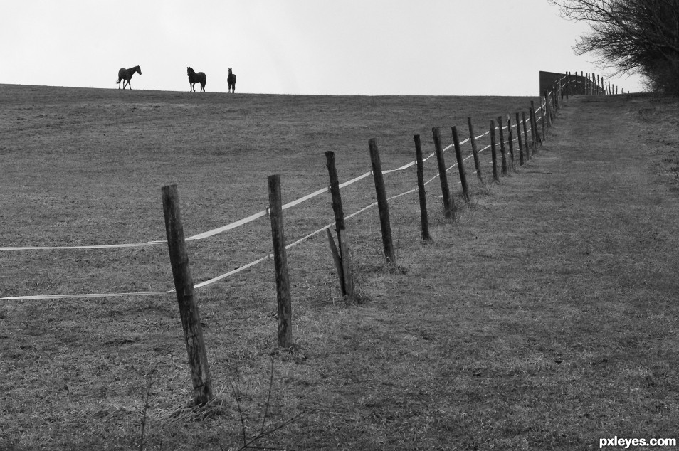 Pasture