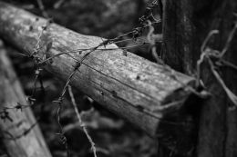 barbed wire