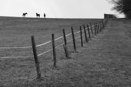 Pasture