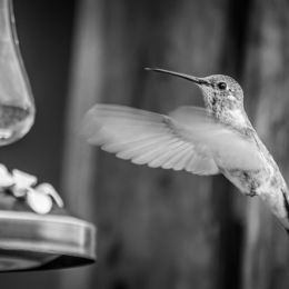 HumminginMonotone