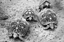 Tortoise family