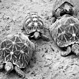 Tortoise family Picture