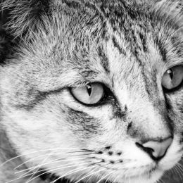 Staringcat
