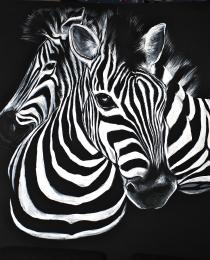 painted zebras Picture