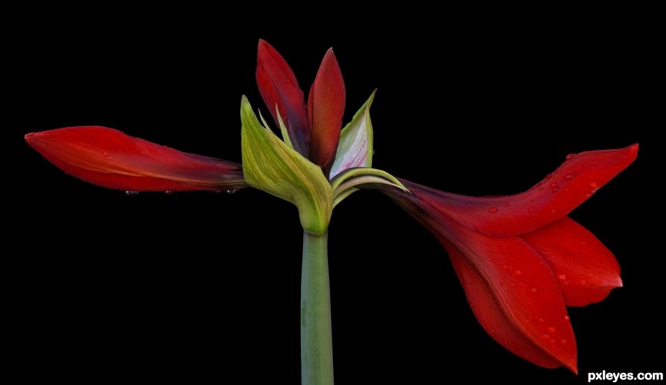 Sensuous, Sexy, Sublime, Amaryllis