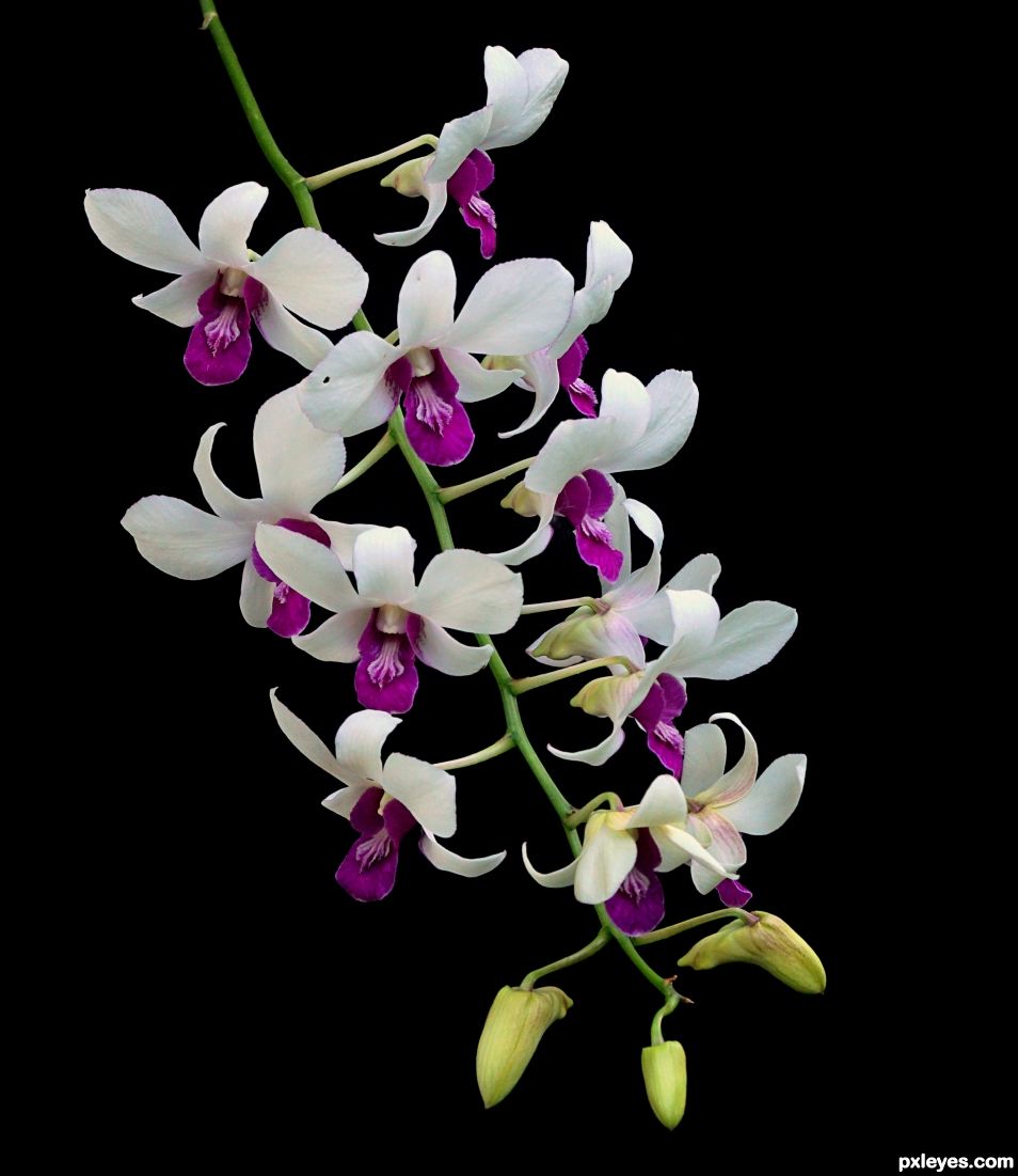 Thai Orchids