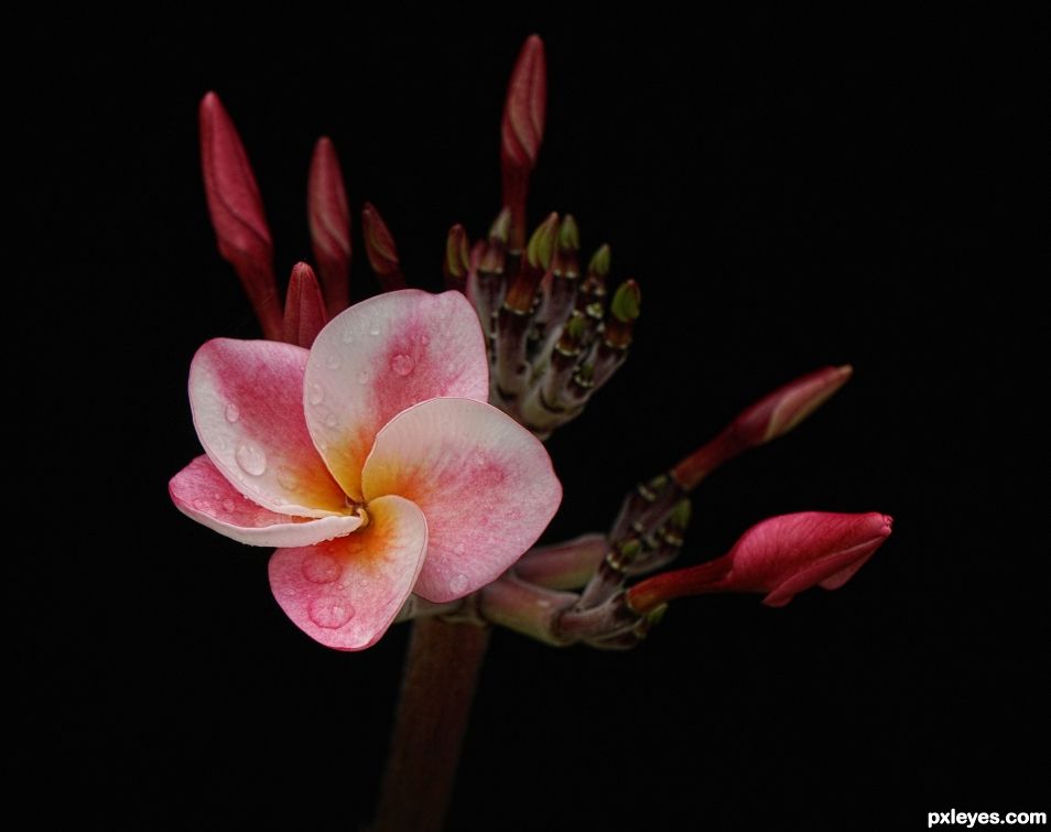 Plumeria in Pink