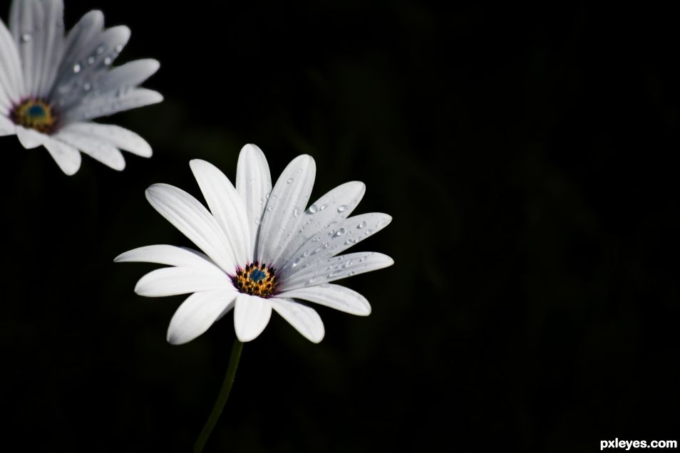 Daisybushes