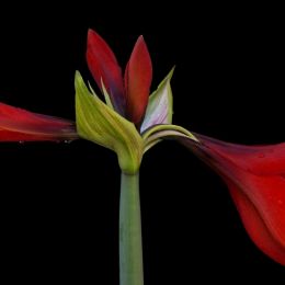 SensuousSexySublimeAmaryllis