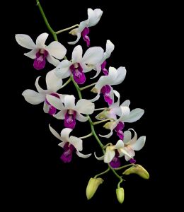 Thai Orchids