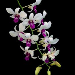 ThaiOrchids