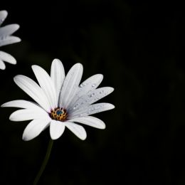 Daisybushes