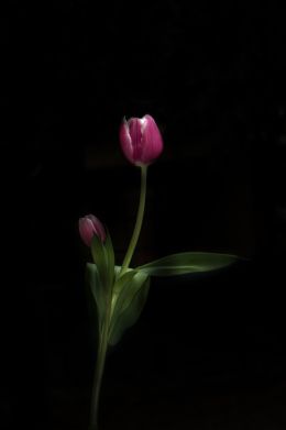 Tulip