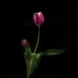 Tulip