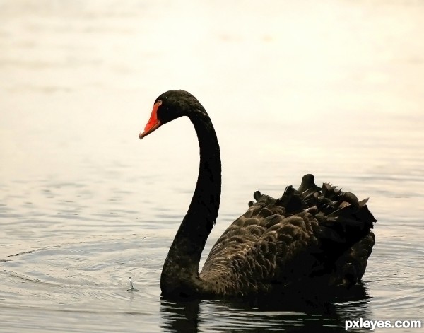 Black swan picture, by Remsphoto black photography - Pxleyes.com