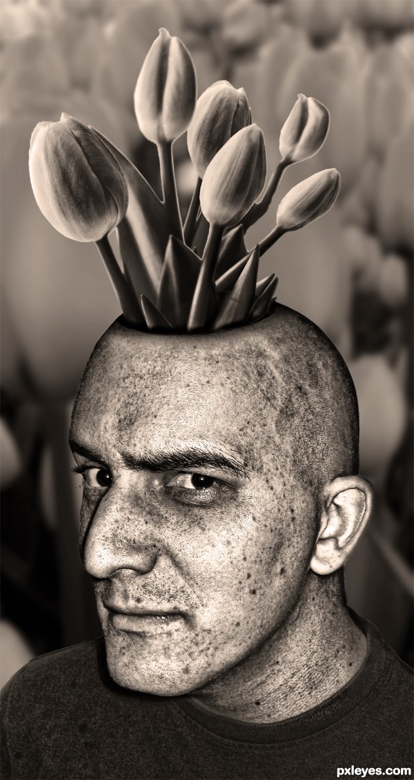 Tulips in my Head