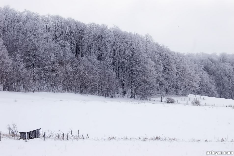 Winter Treeline