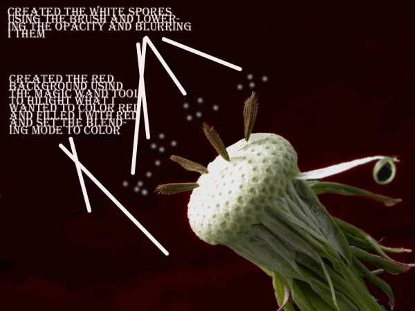 Creation of Parachuttin Spores: Step 1
