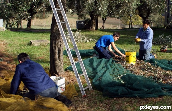 Olive harvest