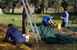 Oliveharvest