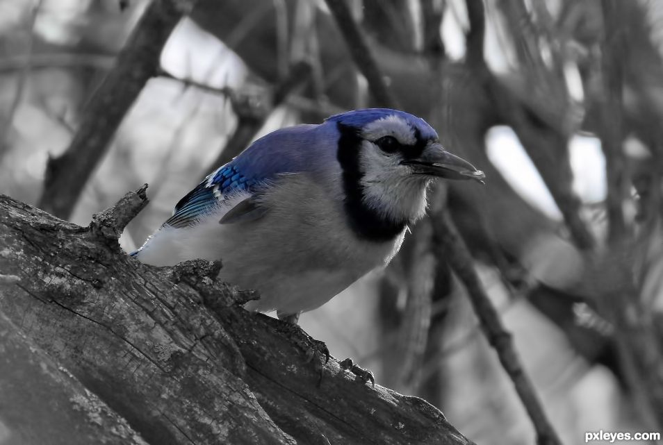 Blue Jay