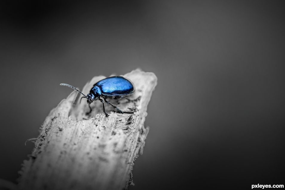 Blue Bug