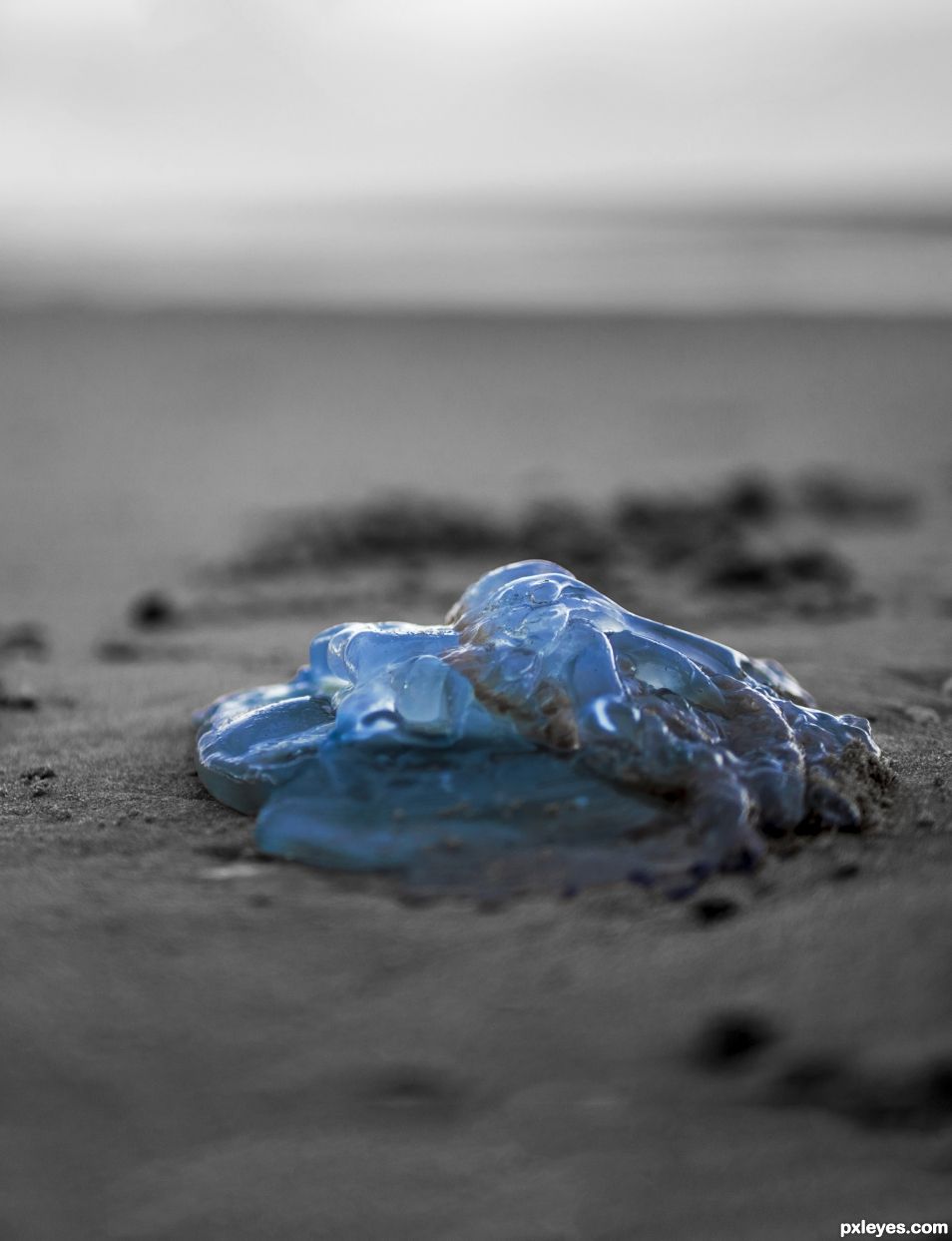 Blue jellyfish on the beach