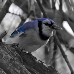 BlueJay