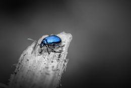 Blue Bug