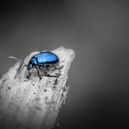 BlueBug