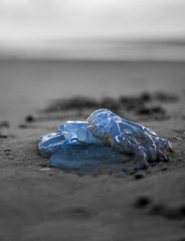 Blue jellyfish on the beach