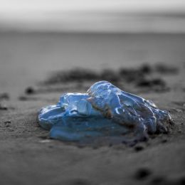 Bluejellyfishonthebeach