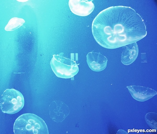 Jellyfish