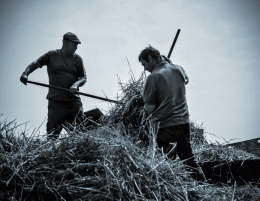 Tossing Hay