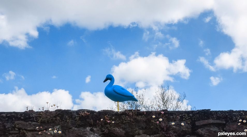 I head the bluebird sing